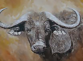 African cape buffalo